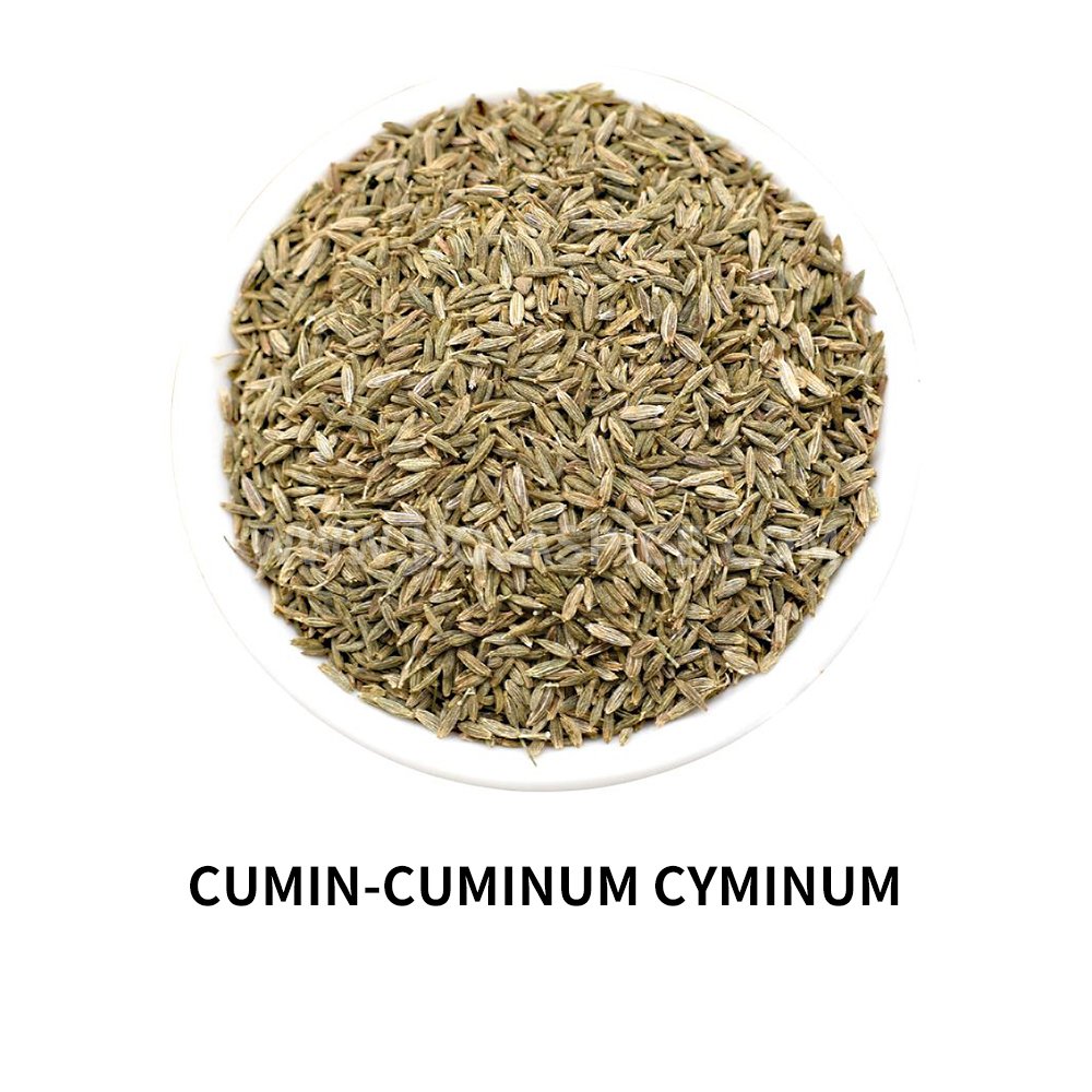 Cumin -Cumin Cyminum