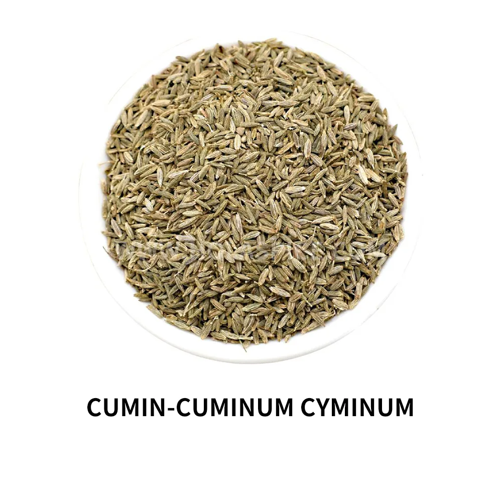 Cumin -Cumin Cyminum